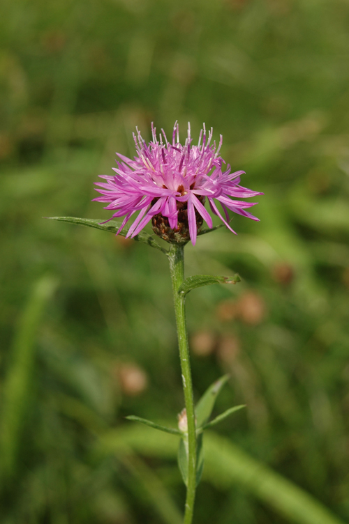 DSC 5471a