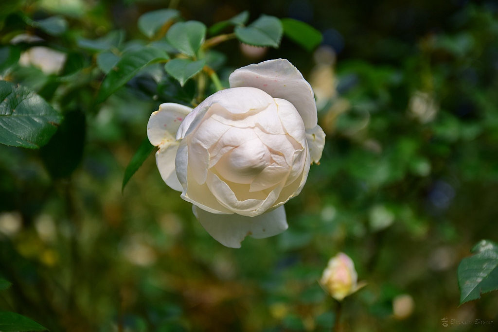 DSC 5474
