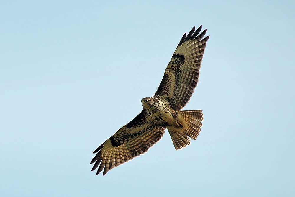 DSC 5483 Bussard 1000 1