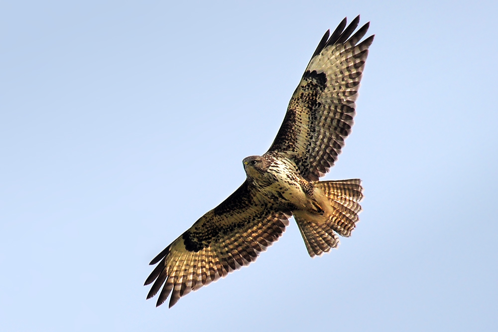 DSC 5483 Bussard 1000