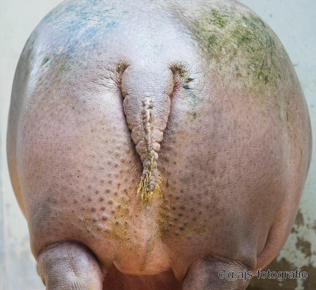 DSC 5521  Hippopotamuspopo