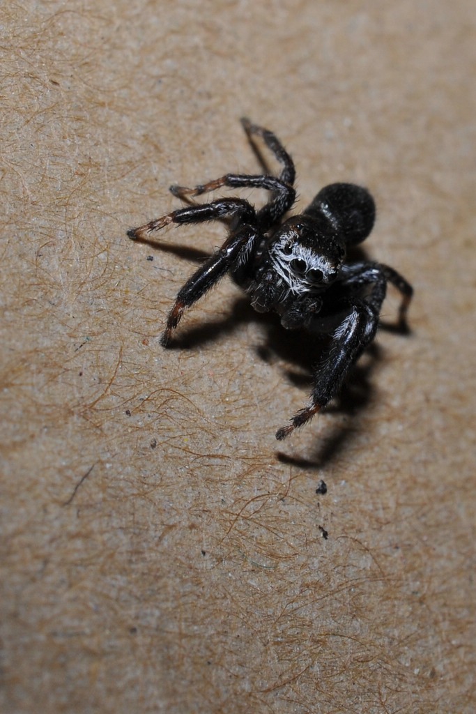 DSC 5522 mic40 k

Kamera-Modell: NIKON D90
Brennweite: 40.0mm (KB-Format entsprechend: 60mm)
Blende: f/16.0
Belichtungszeit: 0.017s (1/60)
ISO: 200