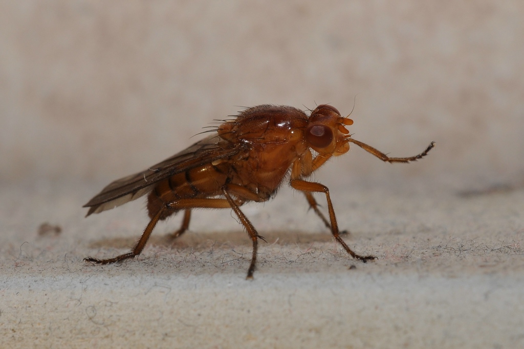 DSC 5555 mic40 k

Kamera-Modell: NIKON D90
Brennweite: 40.0mm (KB-Format entsprechend: 60mm)
Blende: f/20.0
Belichtungszeit: 0.017s (1/60)
ISO: 200