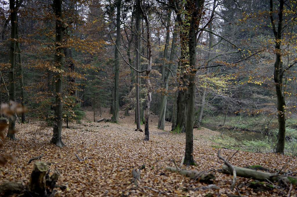 DSC 5593 Dis35
