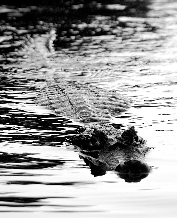 DSC 5620 sw