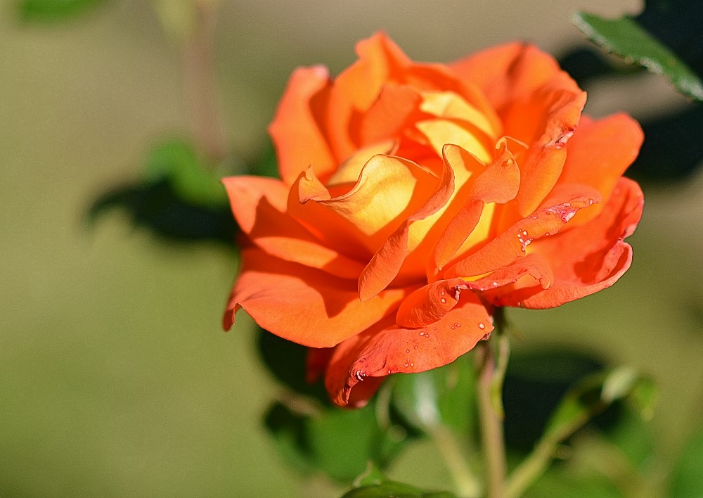 DSC 5629 Rose orange