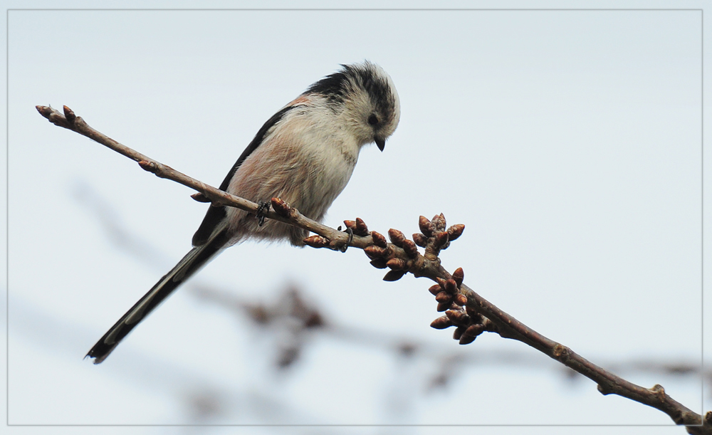 DSC 5653 Schwanzmeise 1000 r