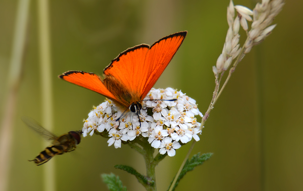 DSC 5654 Dukatenfalter Schwebfliege 1000