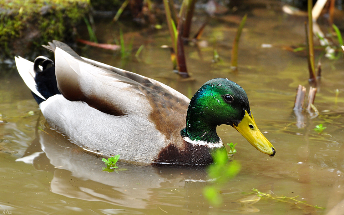 DSC 5675 Ente