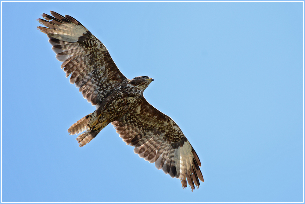 DSC 5681 Bussard 1000 R