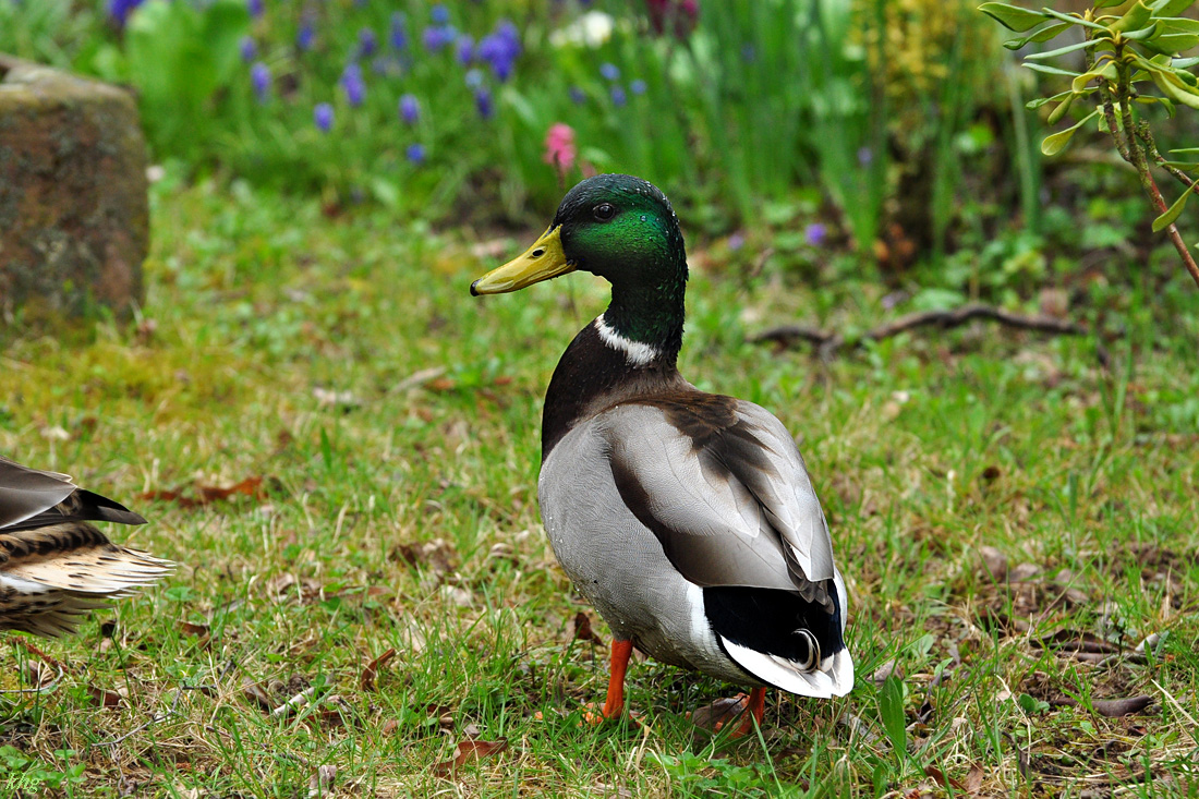 DSC 5686 Ente