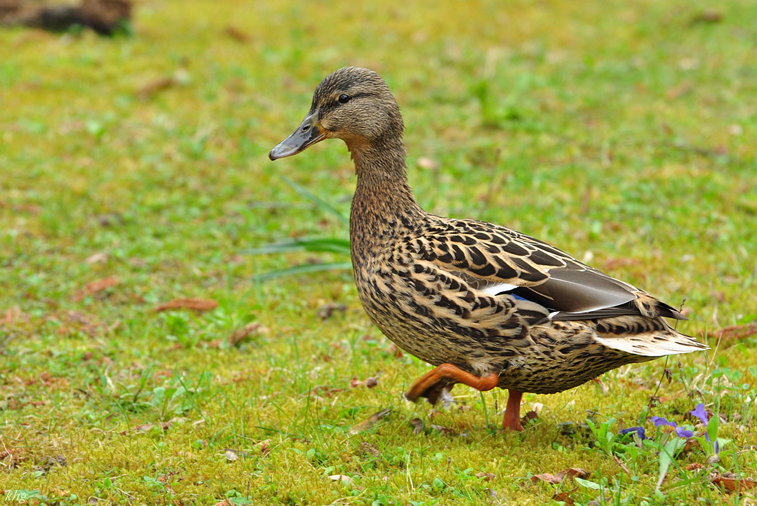 DSC 5688 Ente