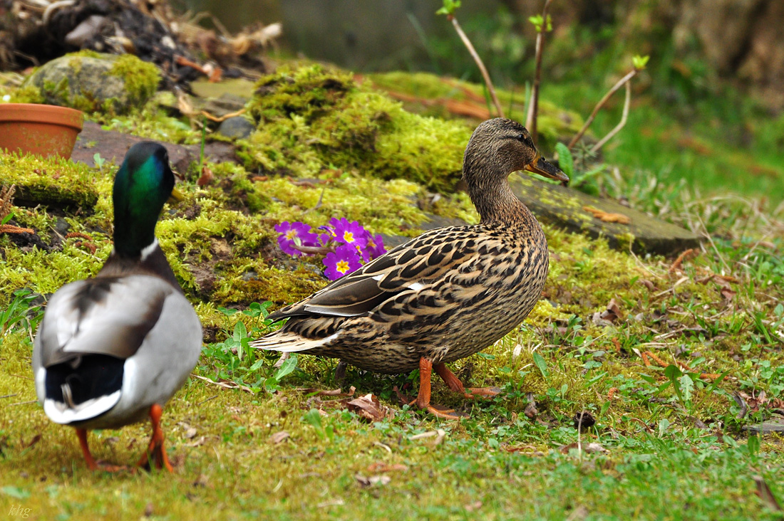 DSC 5696 Ente