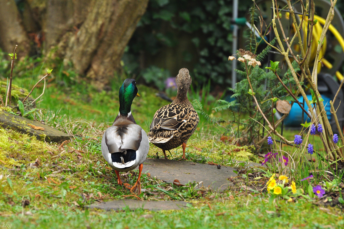 DSC 5699 Ente