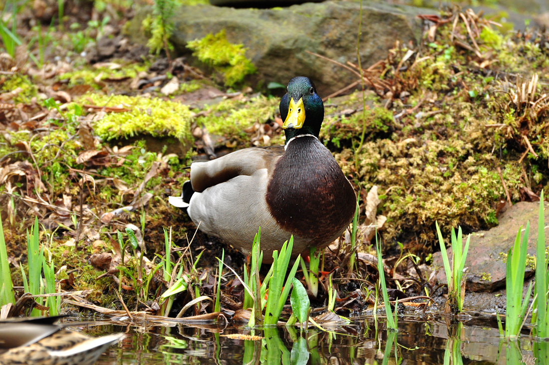 DSC 5714 Ente