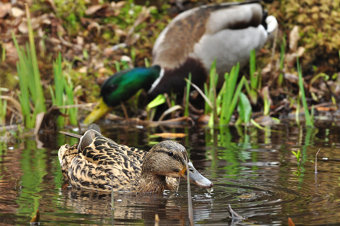 DSC 5718 Ente