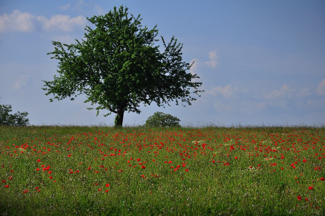 DSC 5729 Mohnwiese 2