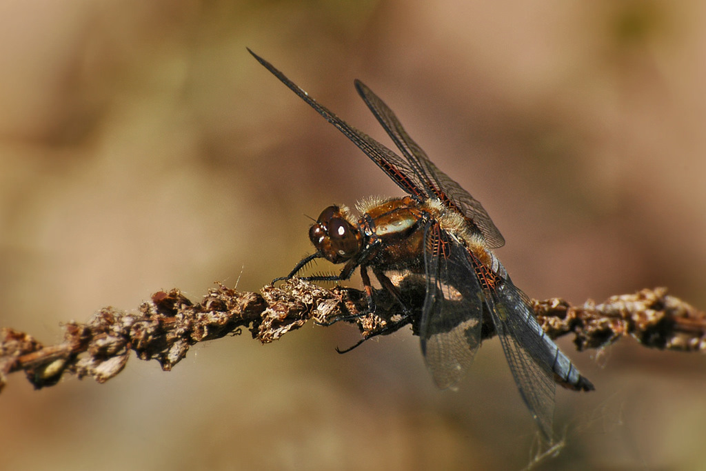 DSC 5746 1024
