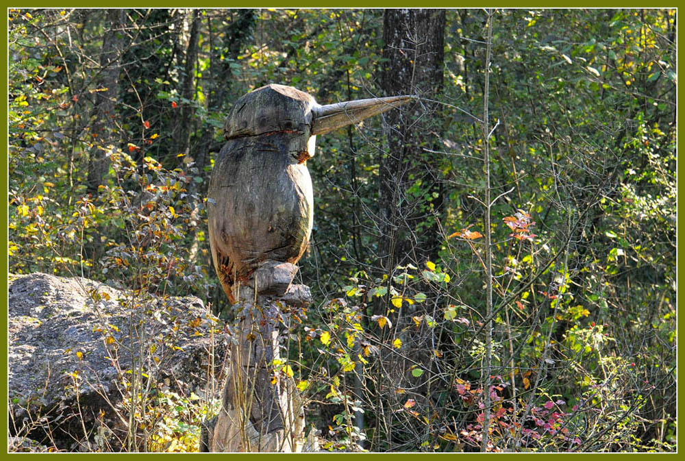 DSC 5764 Eisvogel Holz 1000 R