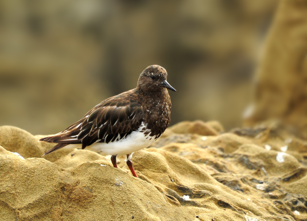 DSC 5802 Strandläufer San Simeon 1000