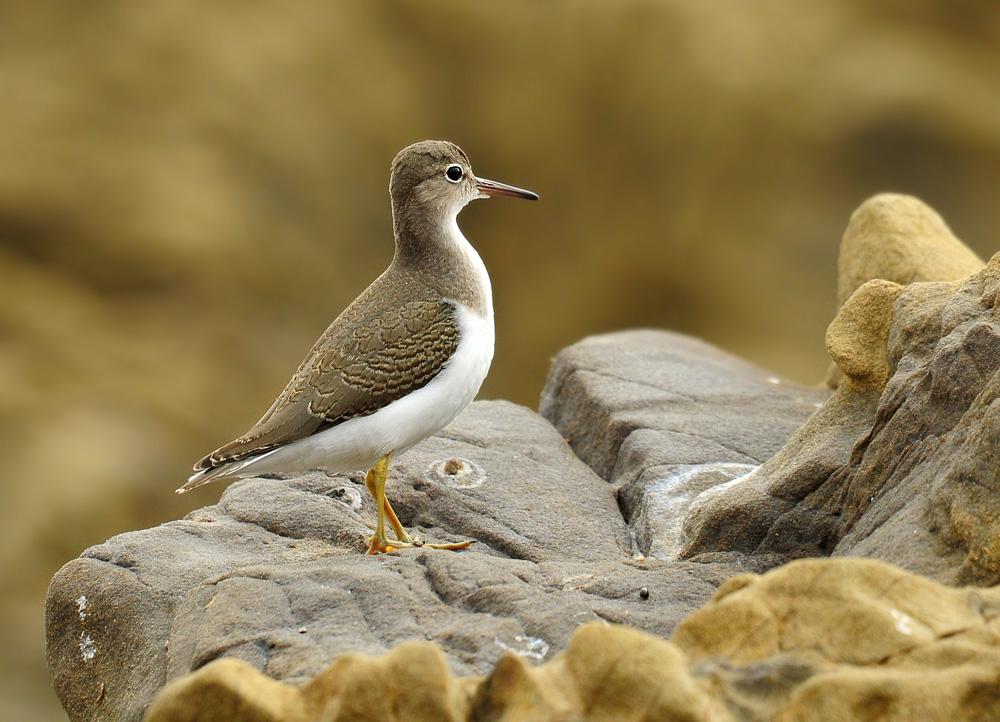 DSC 5818_Flussuferläufer San Simeon 1000