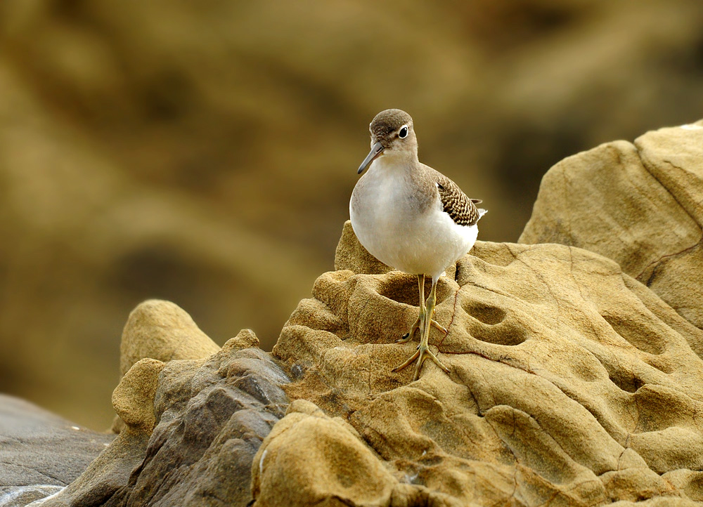 DSC 5823 Flussuferläufer San Simeon 1000