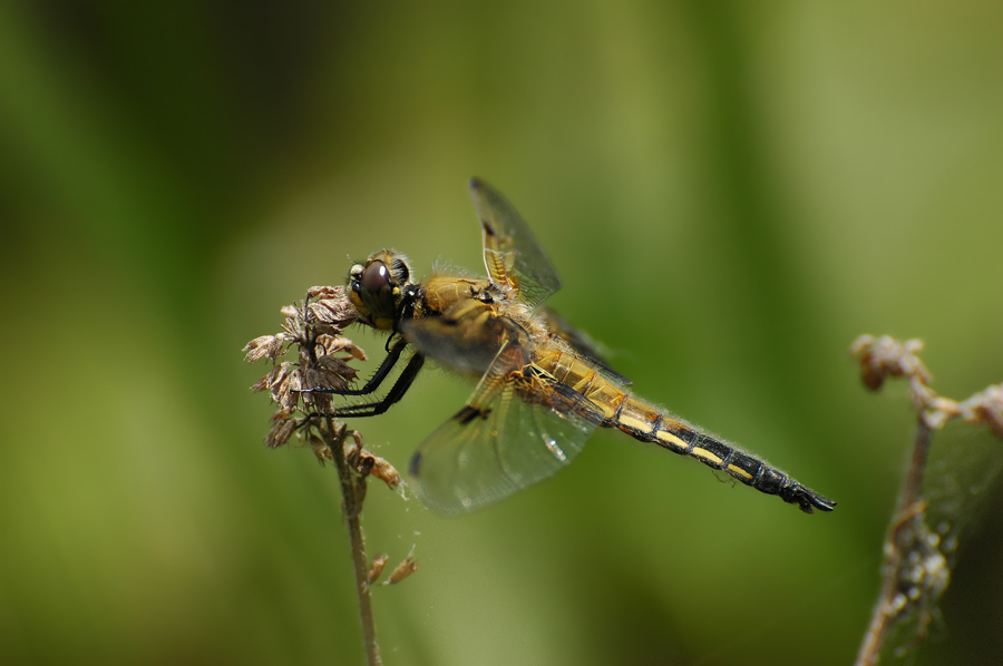DSC 5823 sel z 900