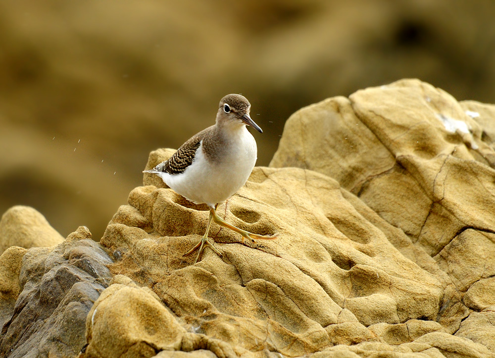 DSC 5826 Flussuferläufer San Simeon 1000