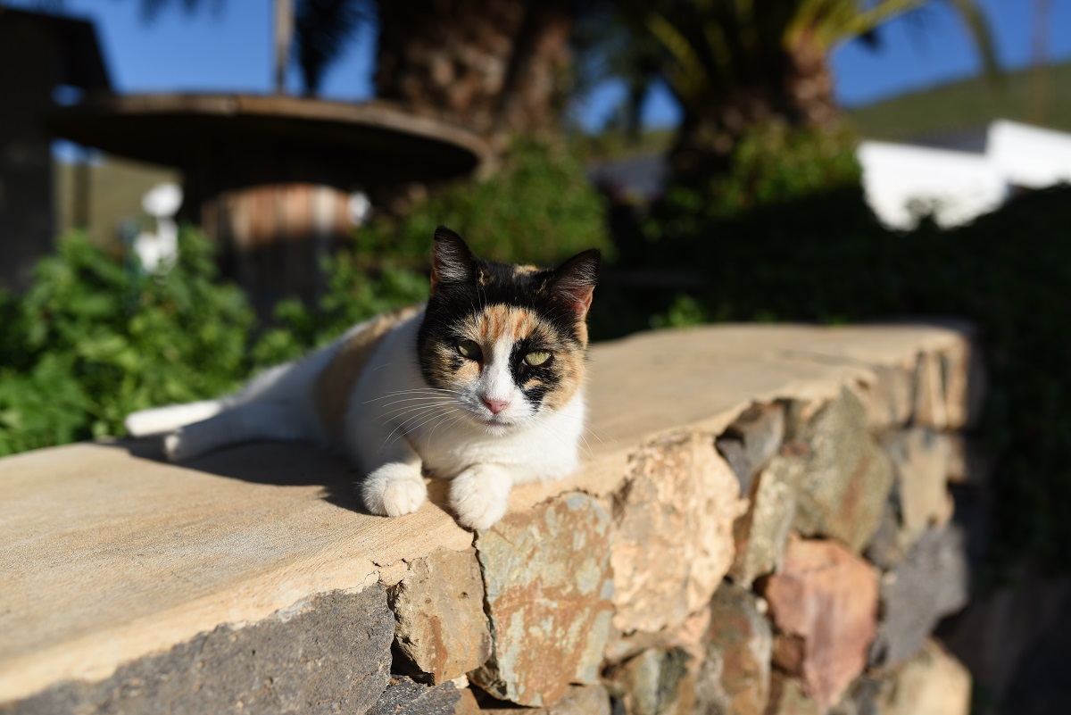 DSC 5829a