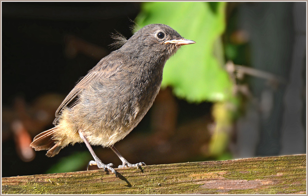 DSC 5831 Rotschwanz juv 1000 R
