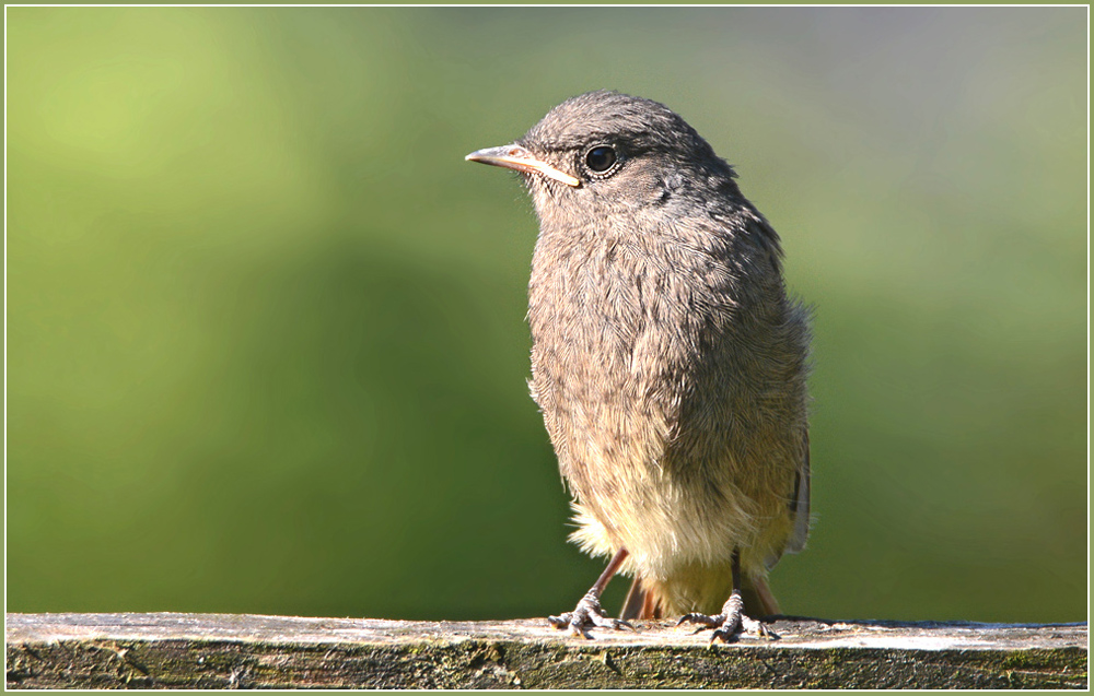DSC 5856 Rotschwanz juv 1000 R