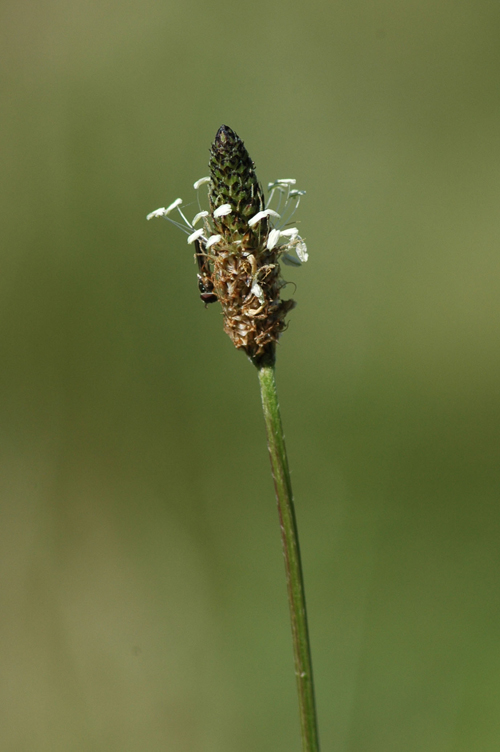DSC 5934a