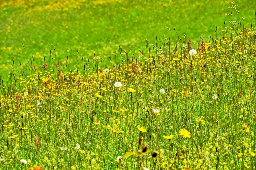 DSC 5959 ji