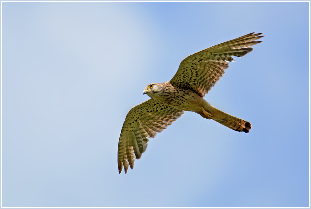 DSC 6086 Turmfalke 1000 R
