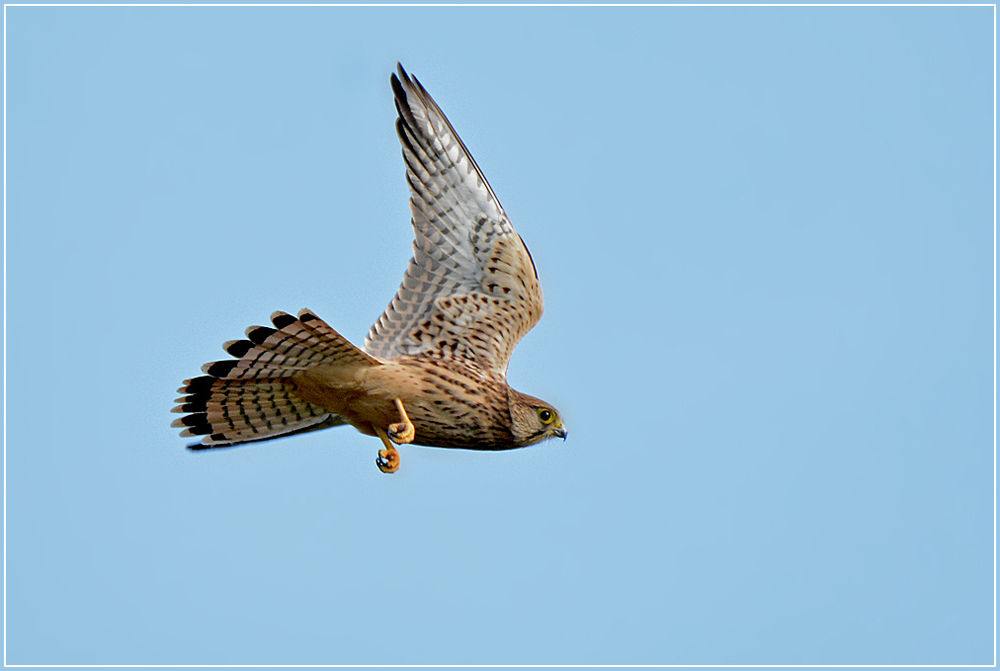 DSC 6104 Falke 1000 R