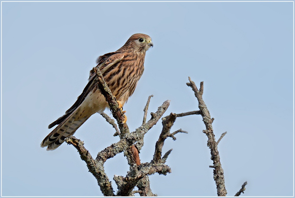 DSC 6129 Turmfalke 1000 R