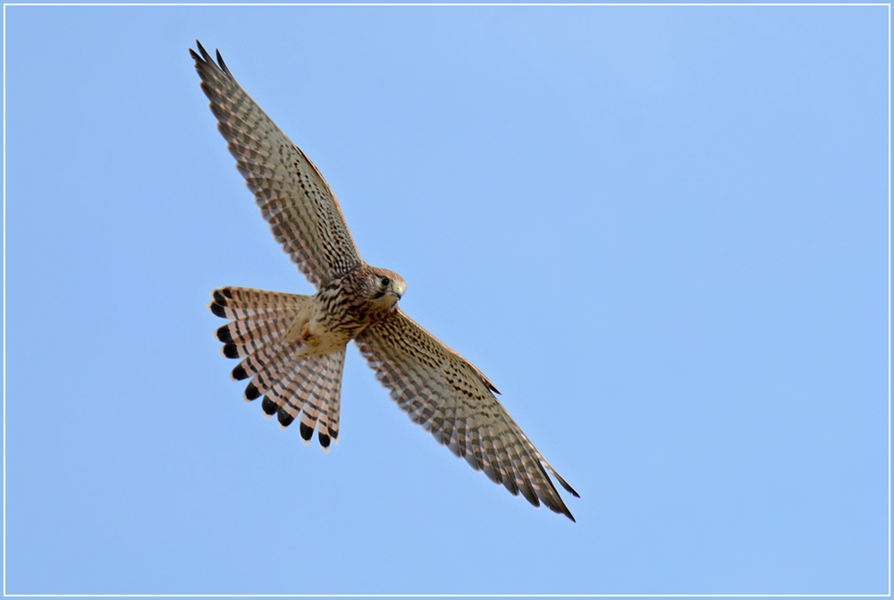 DSC 6131 Turmfalke 1000 R