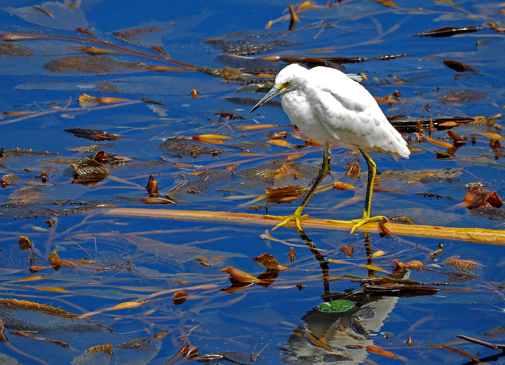 DSC 6134 Snowy Egret_Scmuckreiher Point Lobos 1000