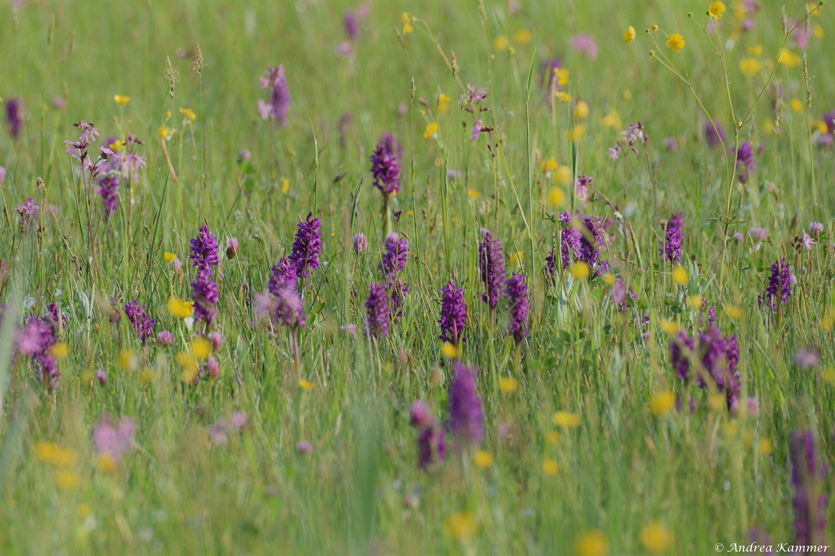 DSC 6151