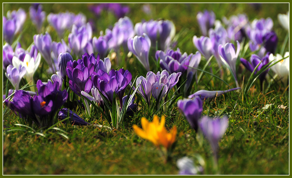 DSC 6164 Krokusse 1024 R