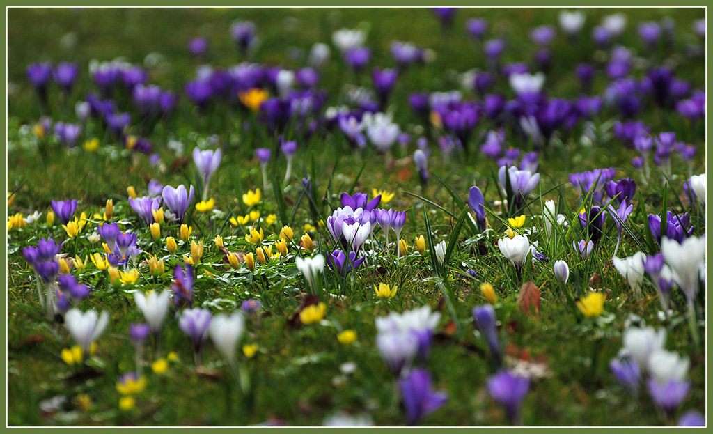 DSC 6168 Krokusse h d 1024 R
