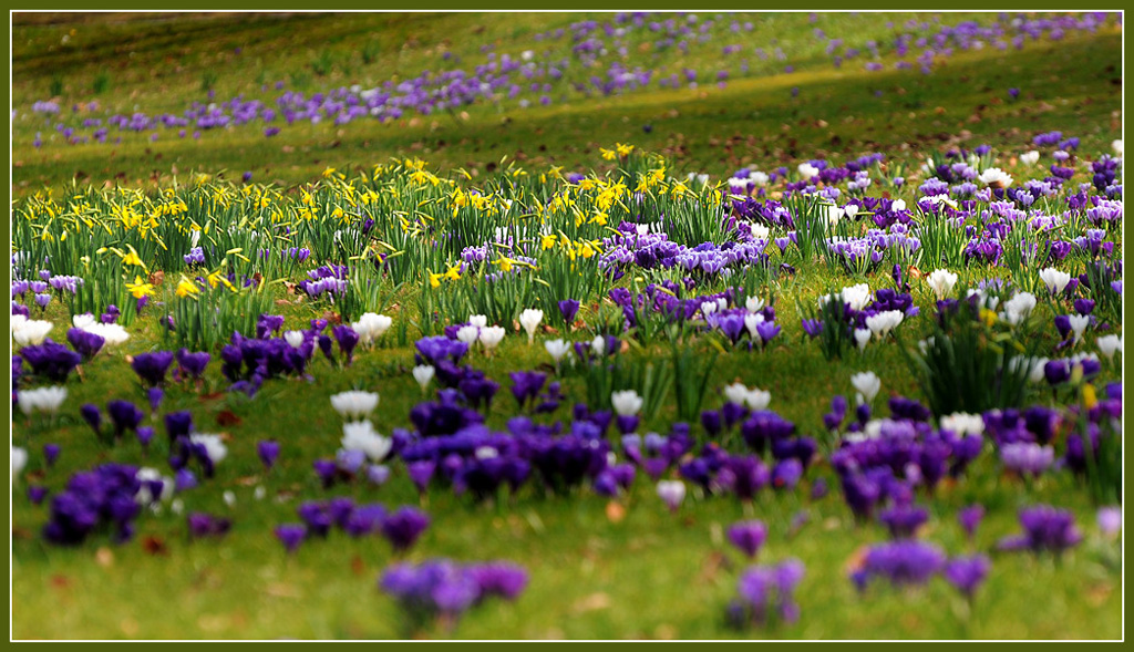 DSC 6188 Krokusse h d 1024 R