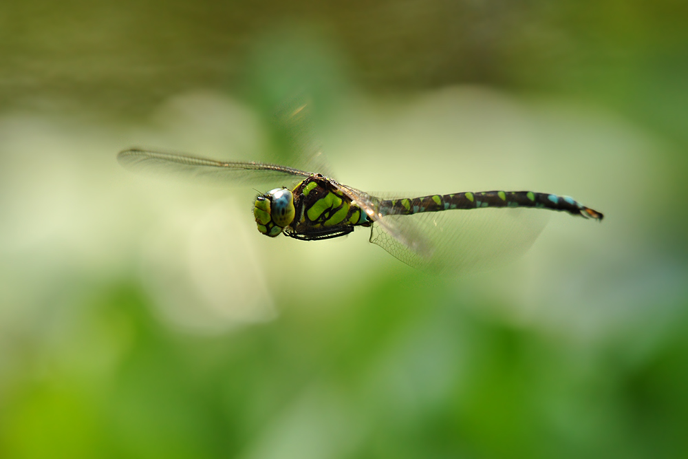 DSC 6219 Königslibelle 1000