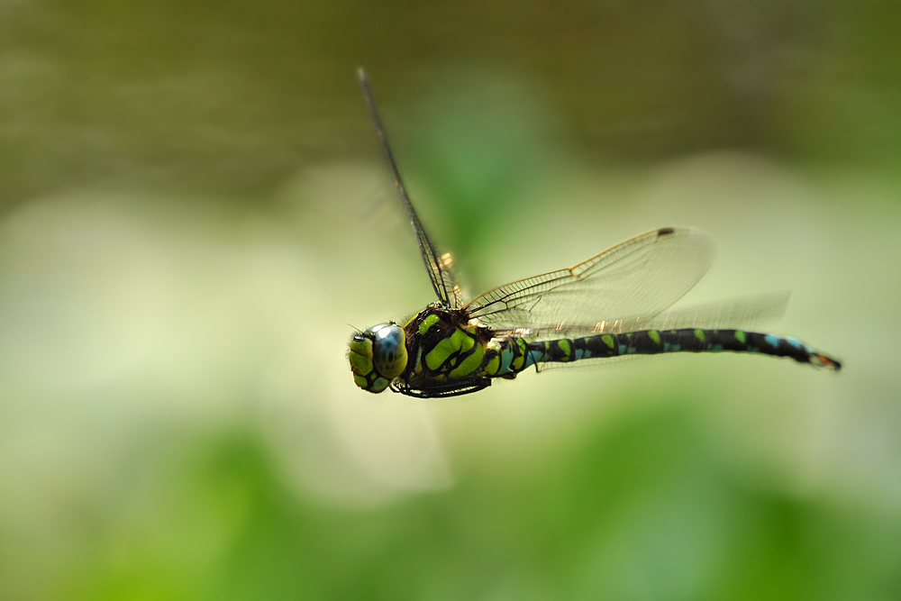 DSC 6220 Königslibelle 1000