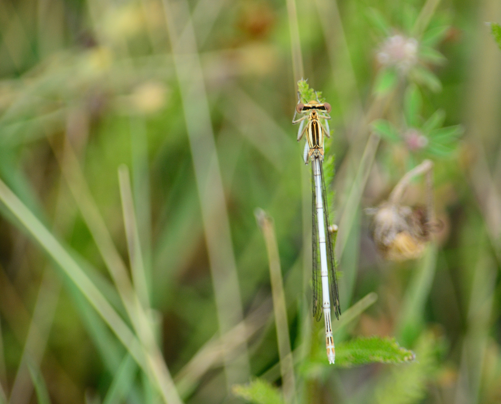 DSC 6257