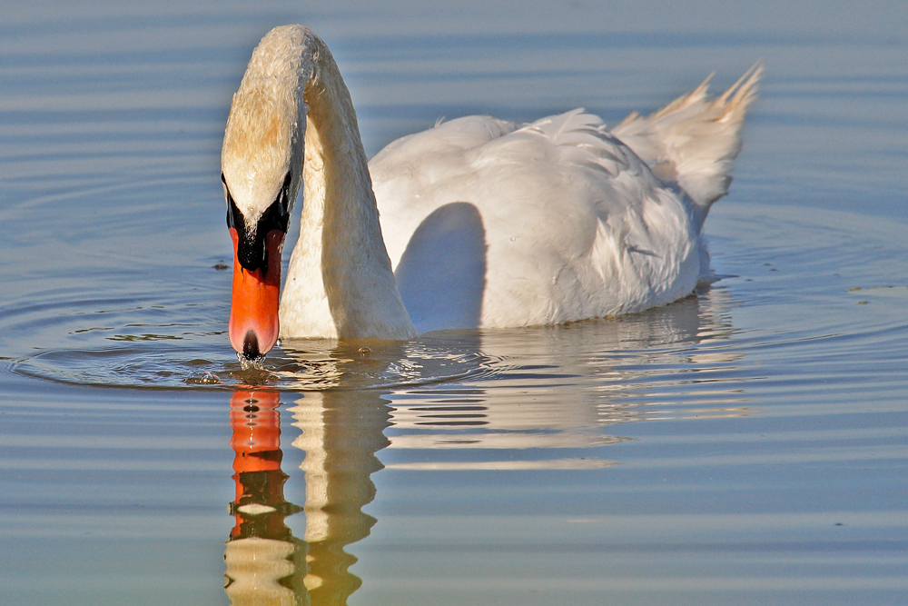 DSC 6309 Schwan 1000
