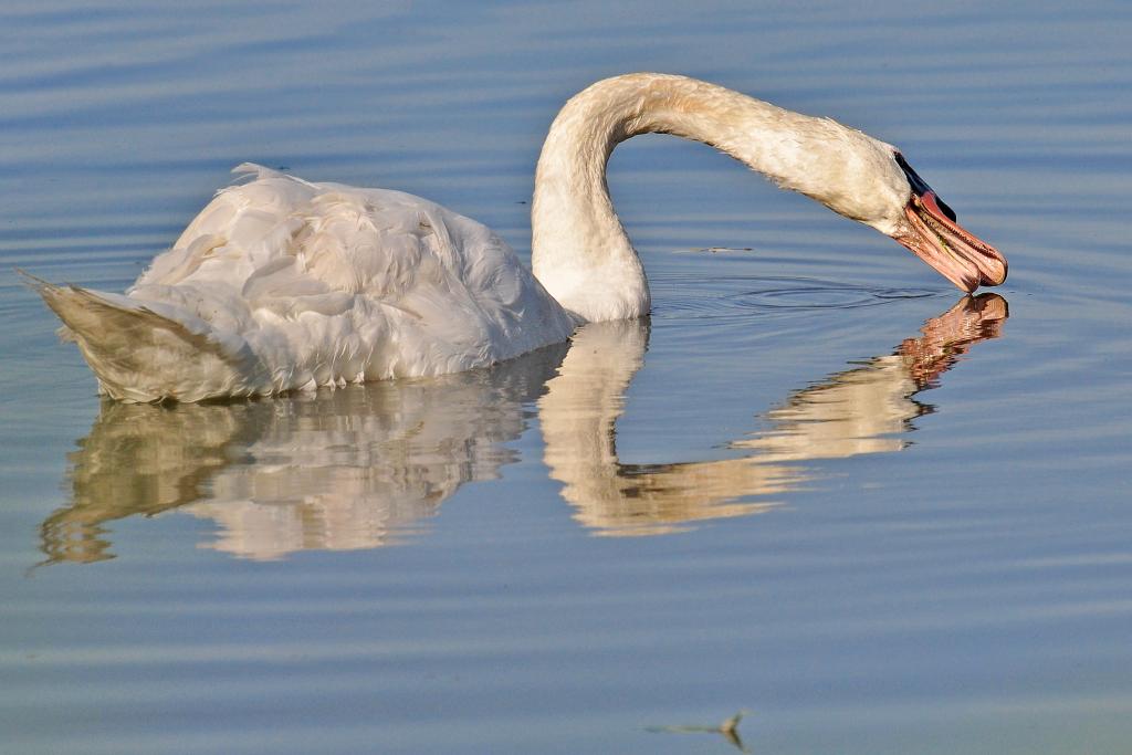 DSC 6314 Schwan 1000
