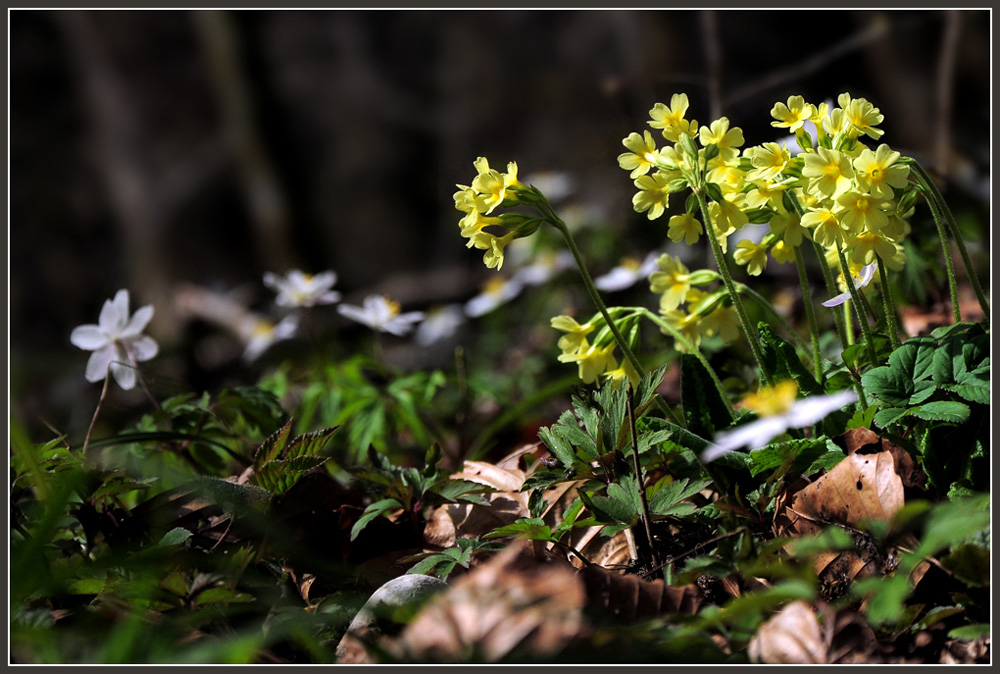 DSC 6343 Schlüsselblumen 1000 R