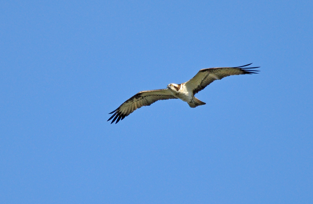 DSC 6367 Fischadler 1000