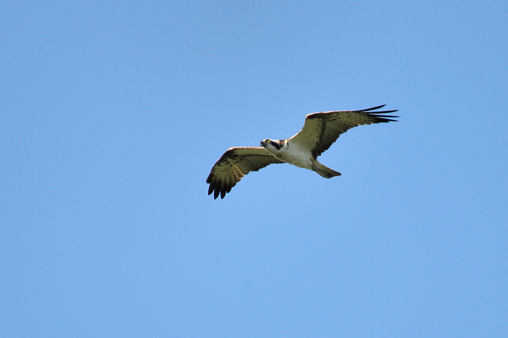 DSC 6382 Fischadler 1000